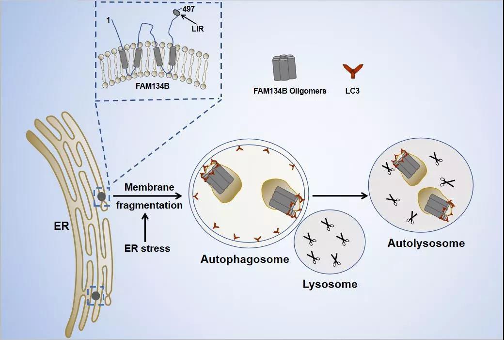 圖fam134b的多聚體化在內質網自噬中的功能示意圖.