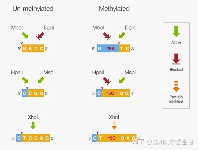 什么是DNA甲基化? - 知乎