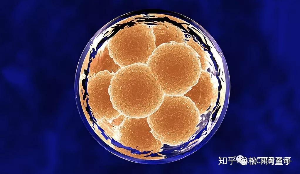 你所不知道的关于冷冻胚胎的小秘密 - 知乎