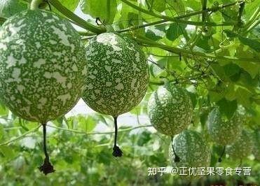 有多少人认识吊瓜子的吗？ - 知乎