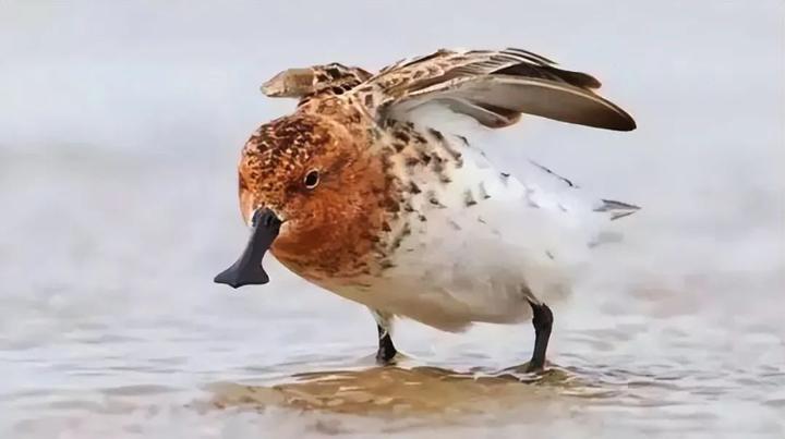 悲剧倒计时萌鸟勺嘴鹬全球告急仅存700只