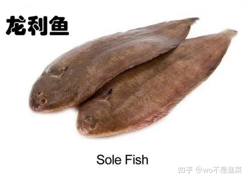 龍利魚學名舌鰨,是一種優質的食用海魚