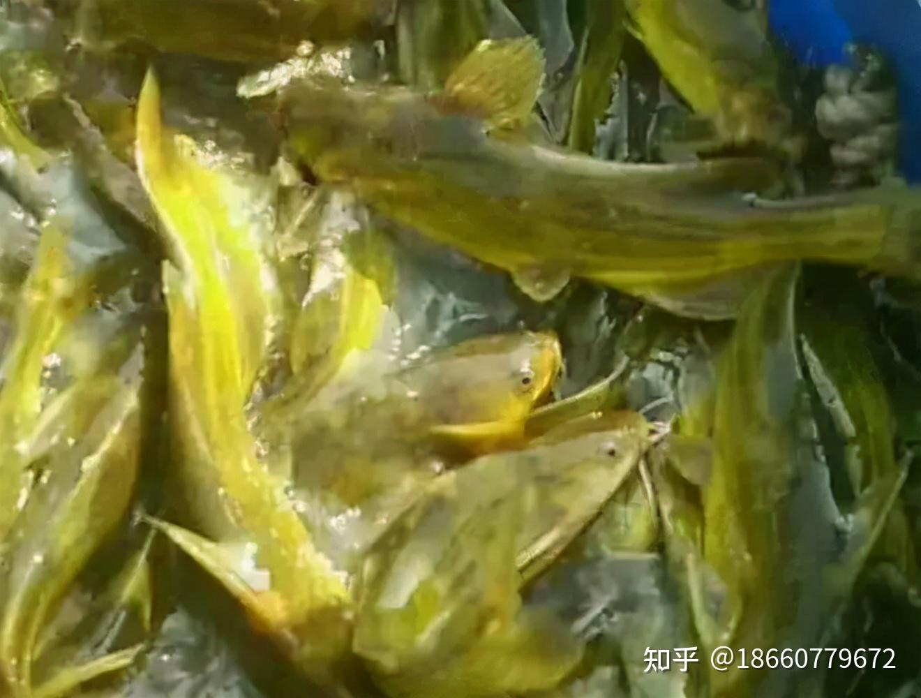 黄颡鱼-鄱阳湖水产品-图片