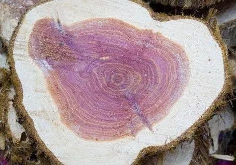 花梨木 十全十美的梦中情人 知乎