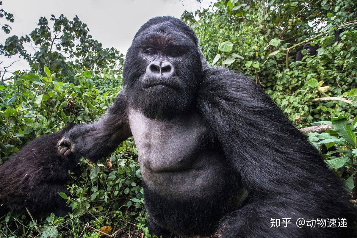 银背大猩猩的战斗力有多强