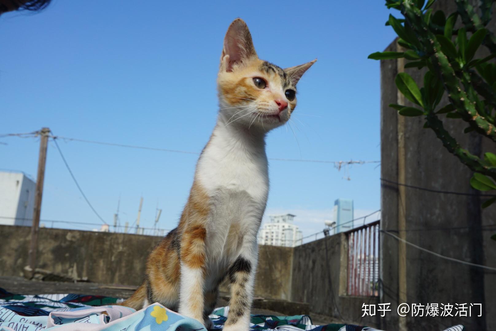 有哪些好看的猫咪壁纸或头像?