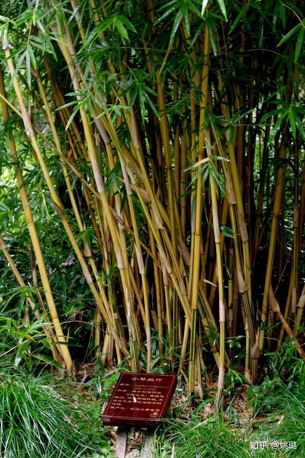 竹子品种 种类图片
