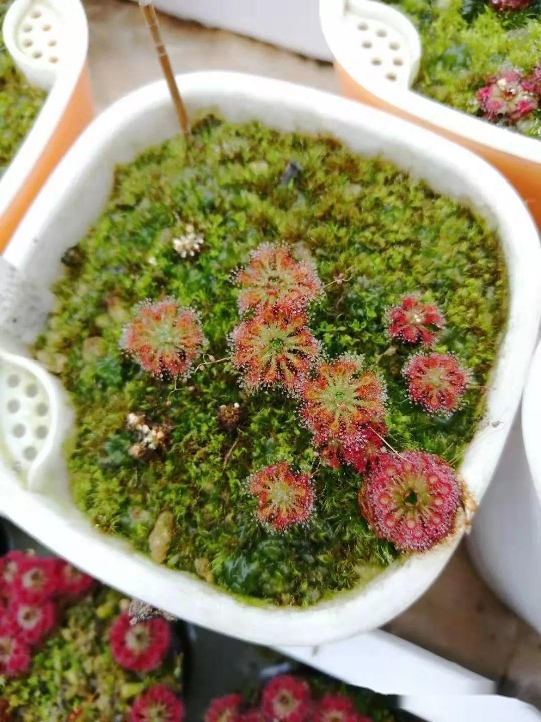 那些不起眼的食肉植物:迷你茅膏菜 凭借着梦幻绚丽的黏液温暖着整个