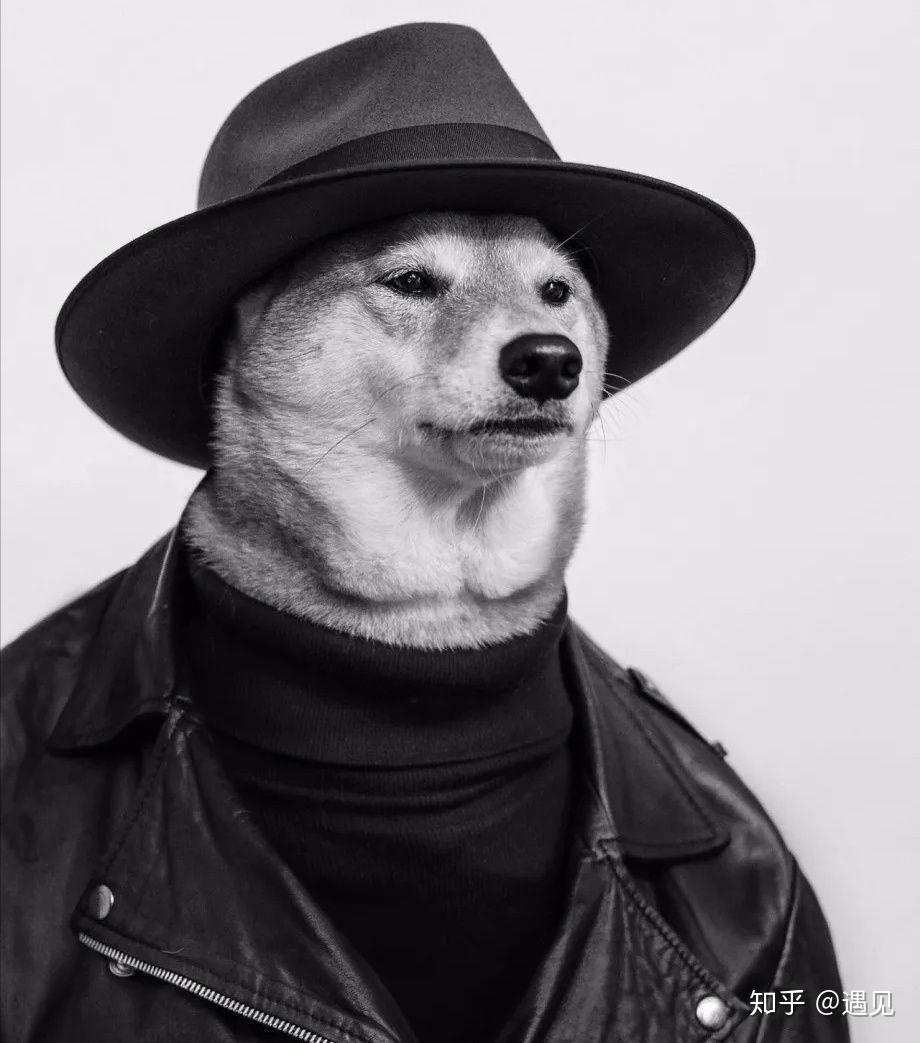 有哪些看着霸气可爱的狗狗头像? - 知乎