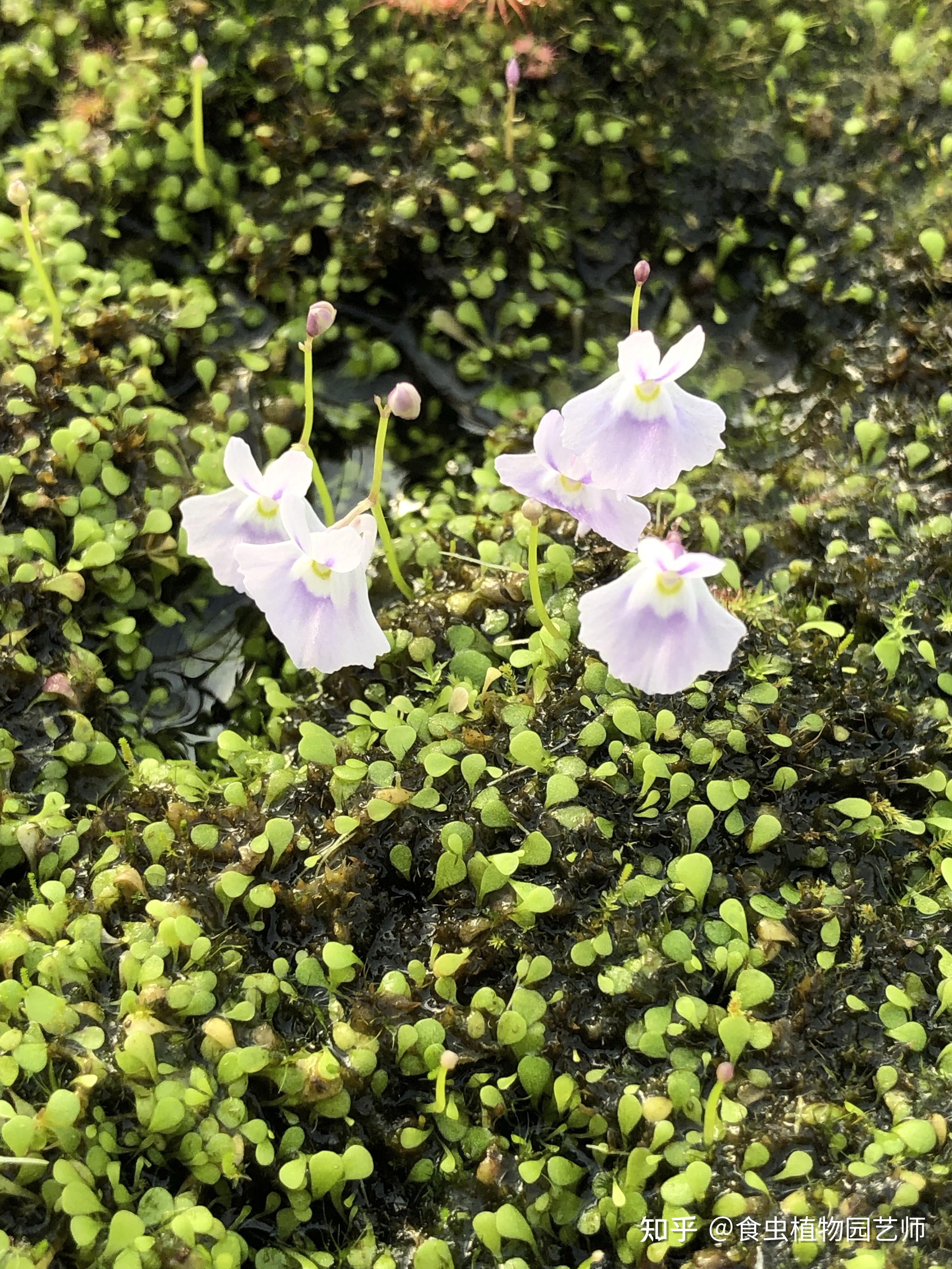 知友们有人知道哪家淘宝店的小白兔狸藻好养吗? - 知乎