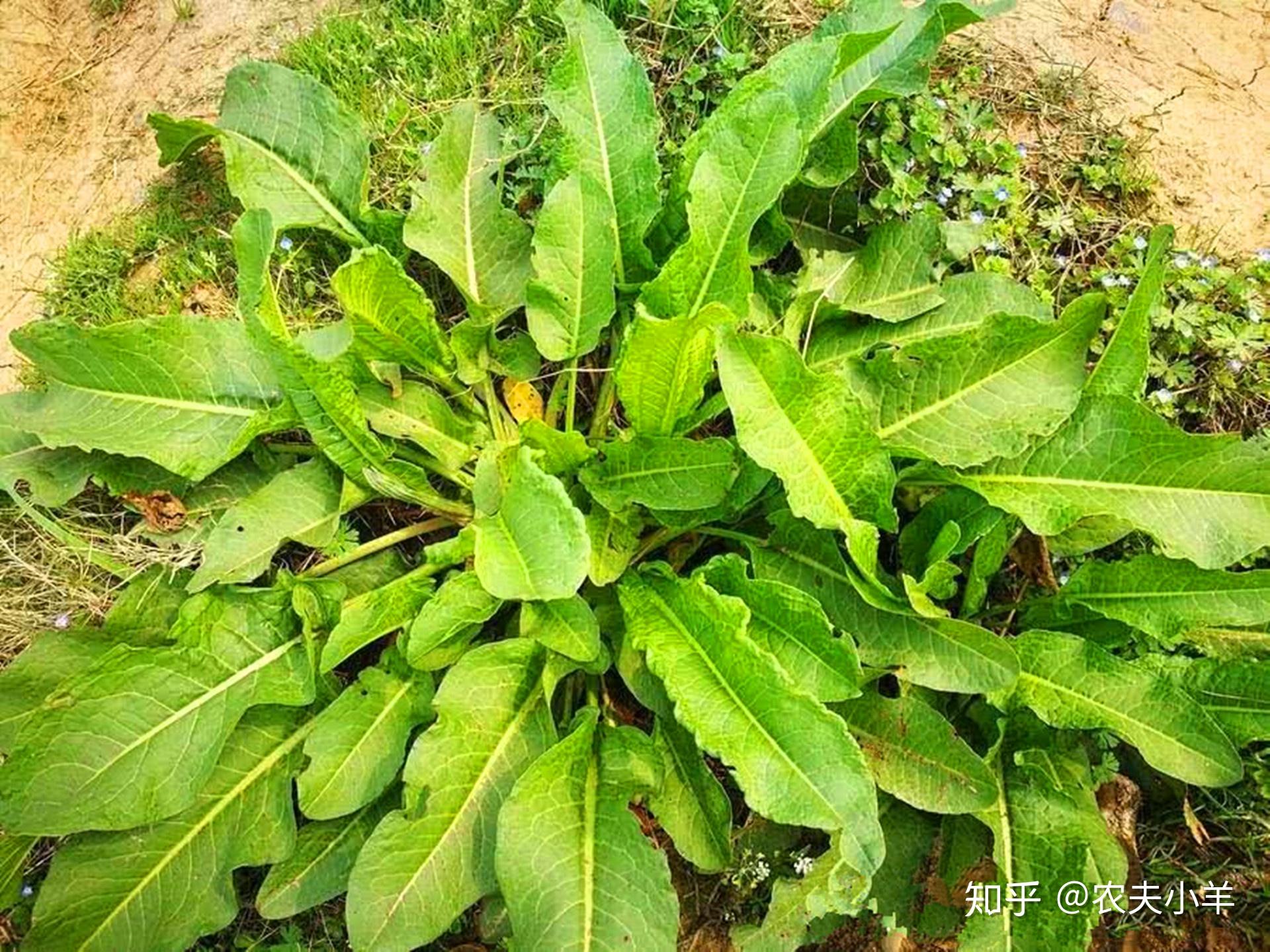 土大黄这种野草的价值你了解吗