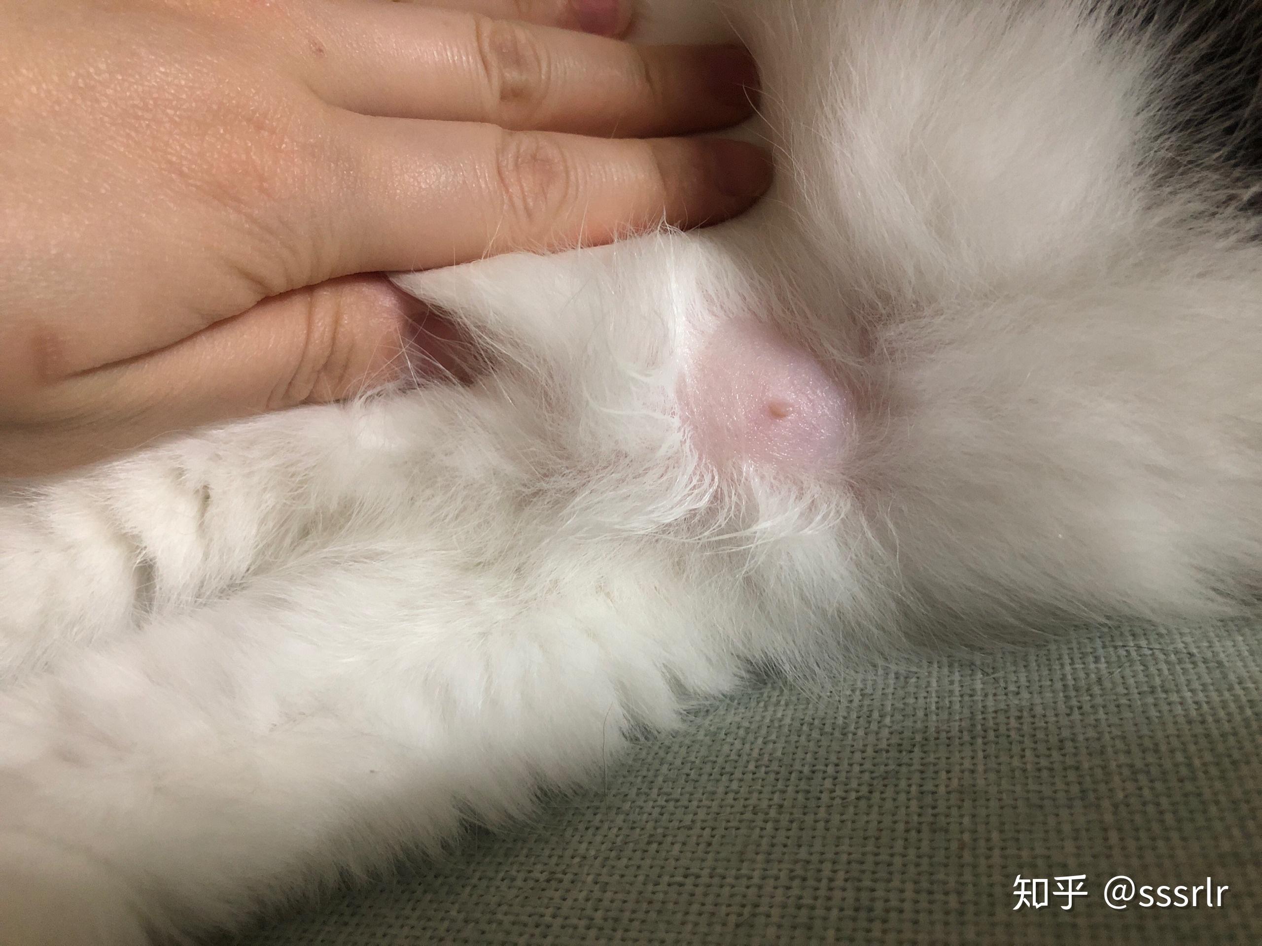 公猫乳头周围的毛也会主动脱落么