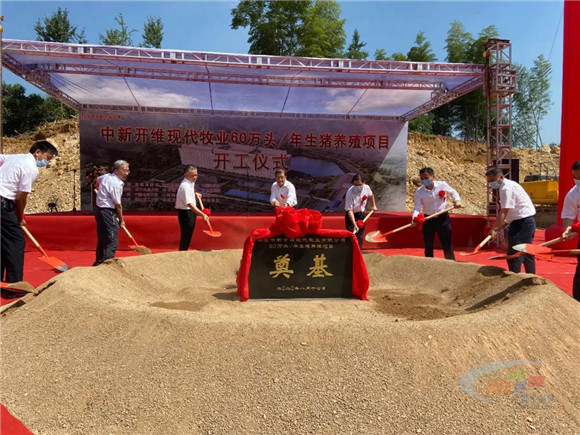 湖北世纪新峰雷山水泥厂区里办了养猪场