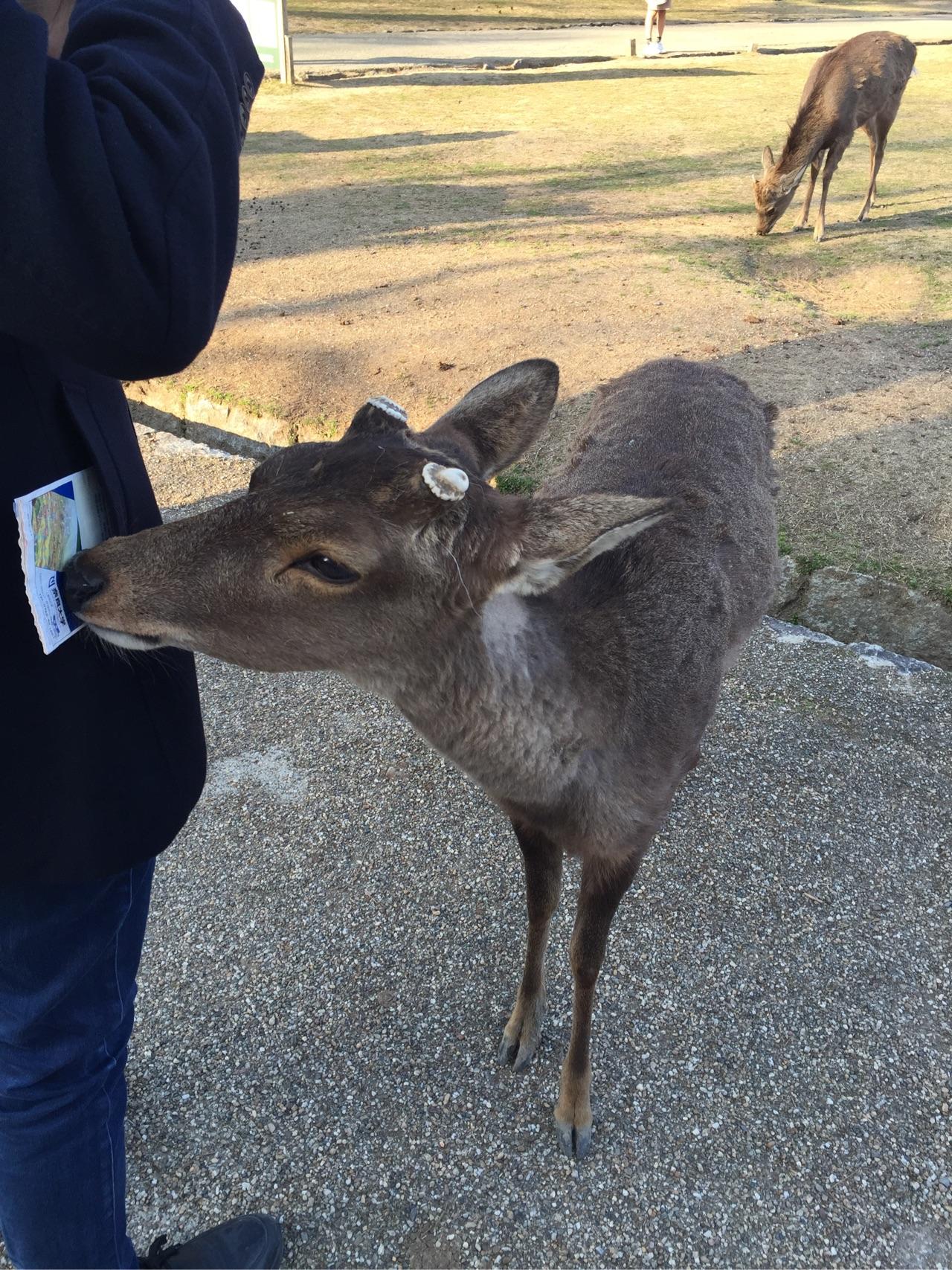 去日本自助旅游应该注意什么?