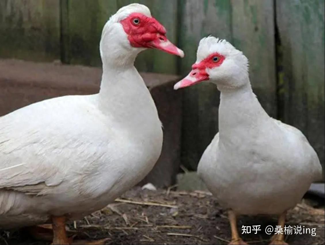 脸上长瘤的西洋鸭,引入中国后才发现有毒?卖20一斤却没人养?
