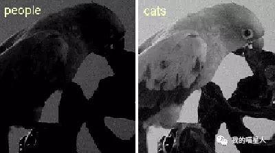 猫能看到什么颜色？猫是不是色盲？ - 知乎