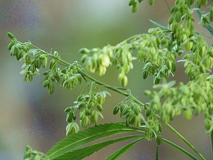 火麻仁对大脑的影响,让人瞠目结舌
