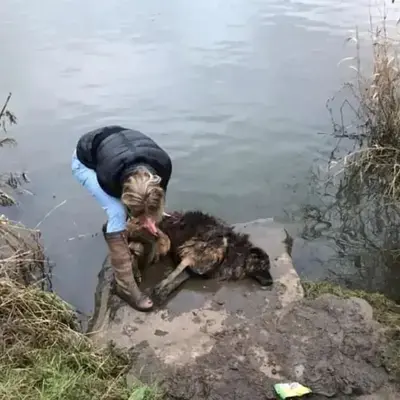 狗淹死图片