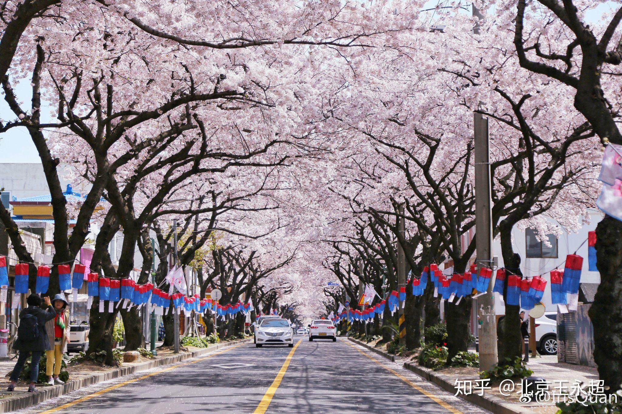 韩国济州的樱花美景