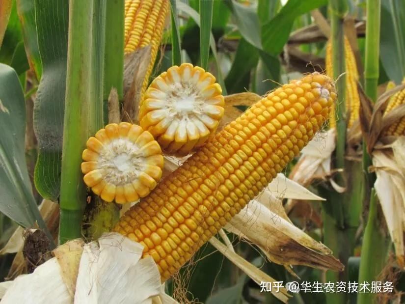 各地玉米播种时间表！什么时候播种才最好？种对产量翻倍！ 知乎 