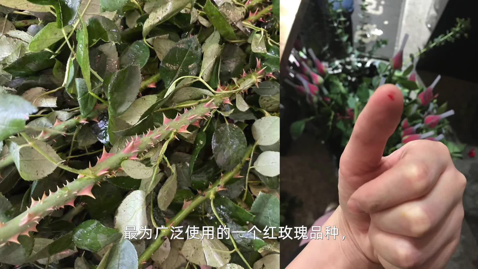 2:50聊聊玫瑰保护瓣兔宵宵 · 24 次播放 1:03多刺玫瑰卡罗拉兔宵宵