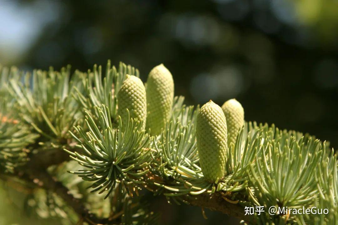 植物精油故事 | 愿你的梦里,有一颗大西洋雪松 - 知乎