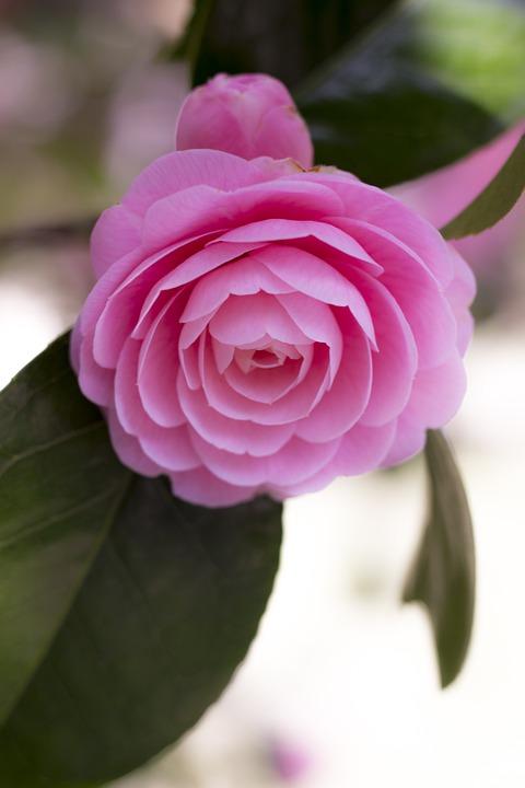 "宫粉茶花"来袭,清丽脱俗,亦称小桃红! - 知乎