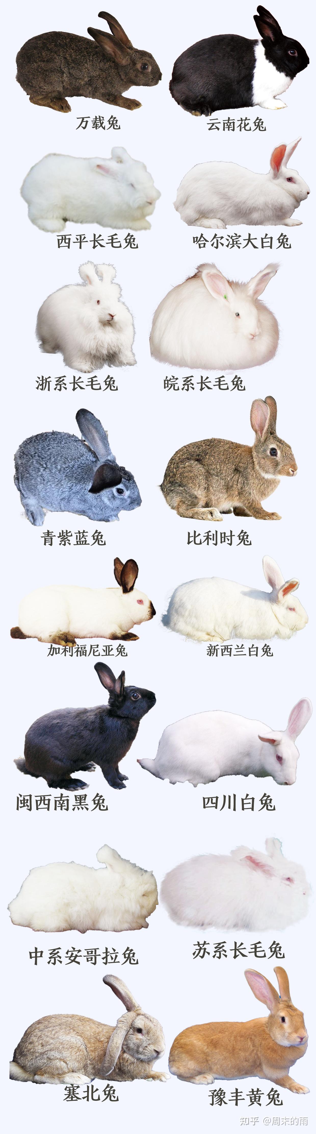 兔子品种大合集,养兔人必看 - 知乎