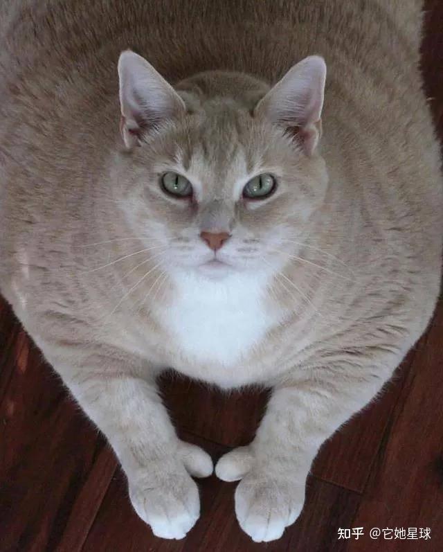 那只长了点赞手的肥猫终于减肥成功啦
