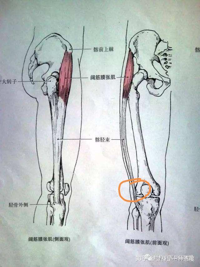膝关节损伤恢复 