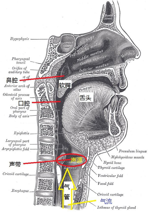 Live的发音规则 Live发音有两个 Live的发音区别