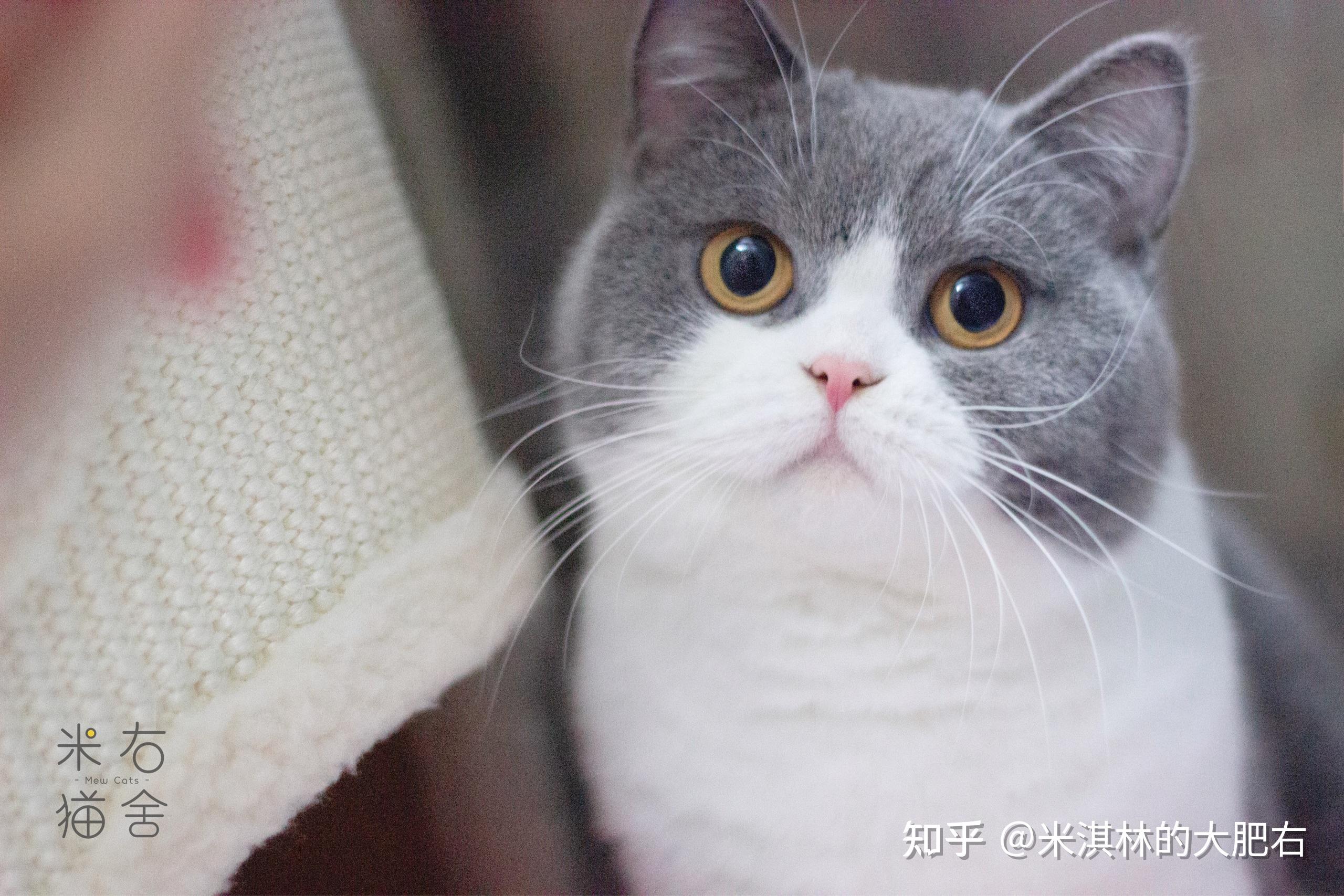 想买一只英短蓝白大概多少钱