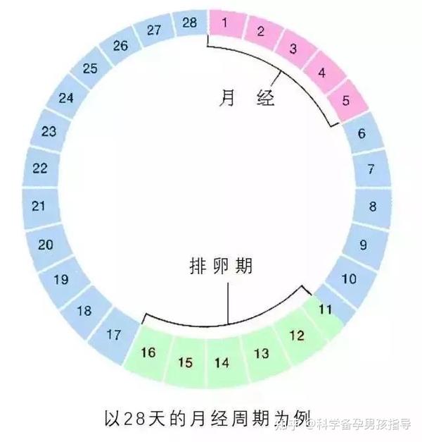 什么是排卵痛 用排卵痛指导受孕靠谱吗 知乎