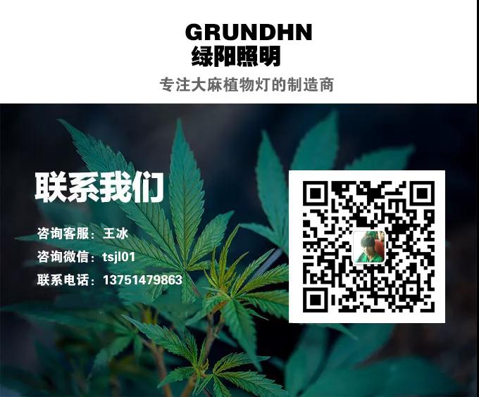 大麻植物灯专家 为什么大麻会成为美国最赚钱的产业 知乎