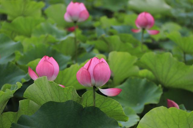 荷花七色 花语各不同 知乎