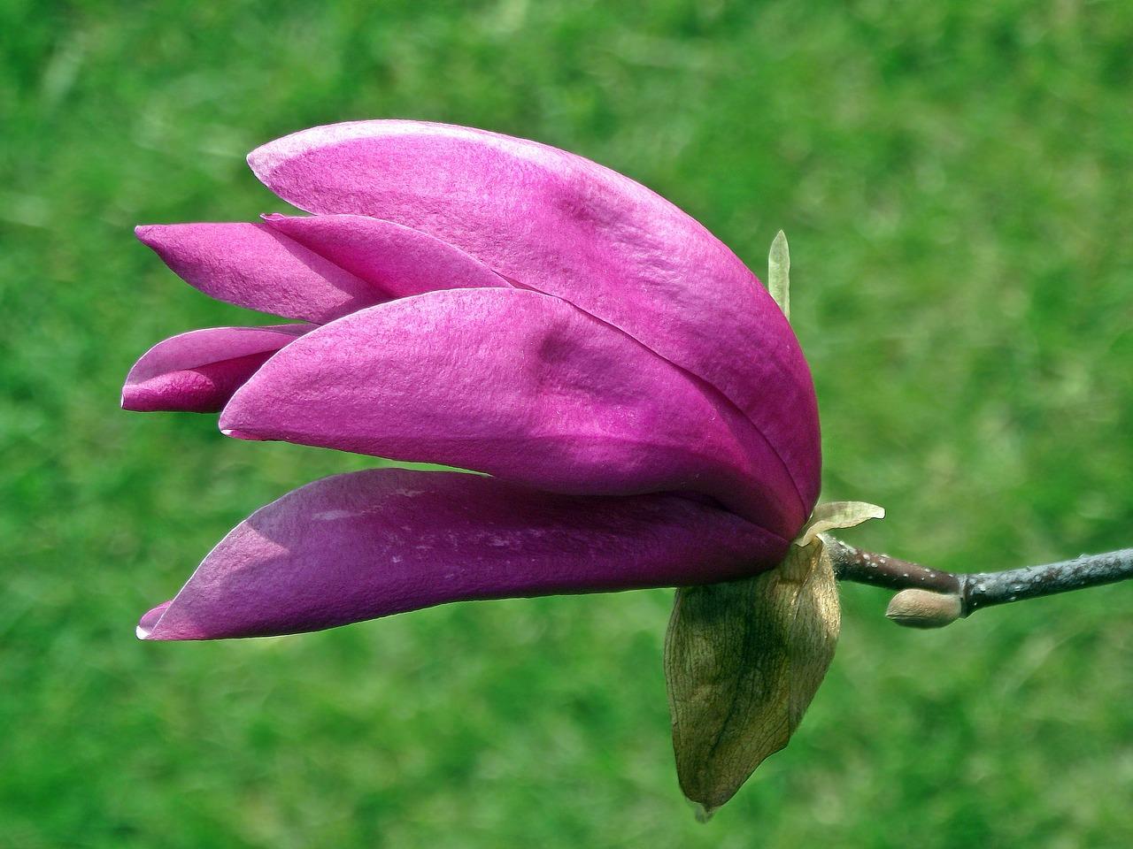 白玉兰是什么时候开的