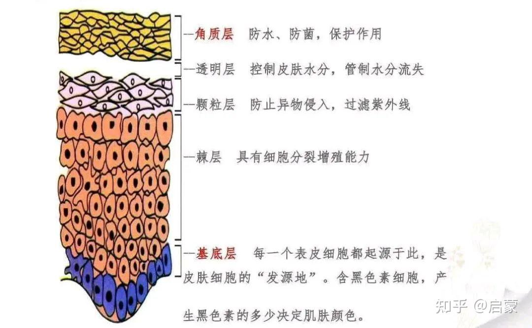 皮肤生理知识解析|表皮结构篇-你不知道的透明、颗粒与有棘层二三事 - 知乎