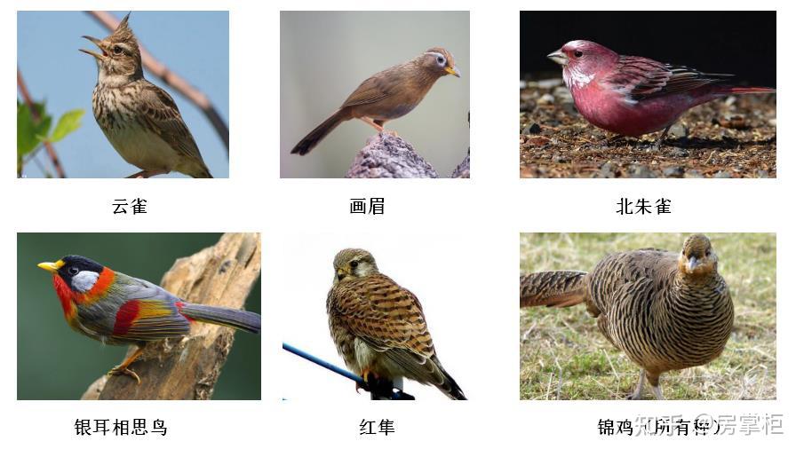 逾期不上缴的,违法交易国家重点保护鸟类,由公安机关依据《中华人民