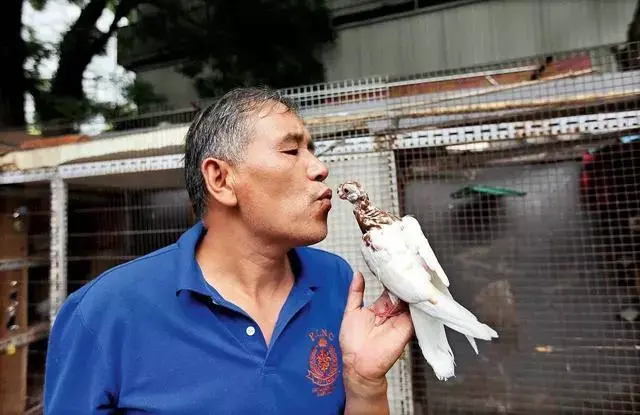 北京观赏鸽协会会长图片