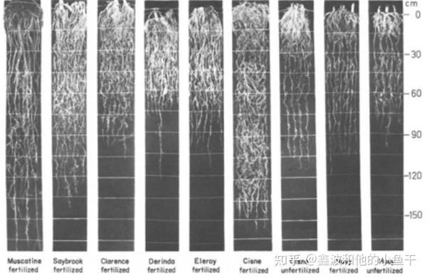 植物根系的研究方法 知乎
