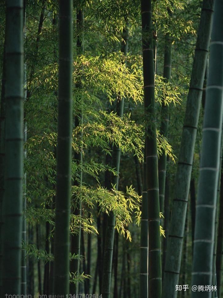 竹子有自强不息,顶天立地的精神,关于竹子的古诗句,值得收藏! - 知乎