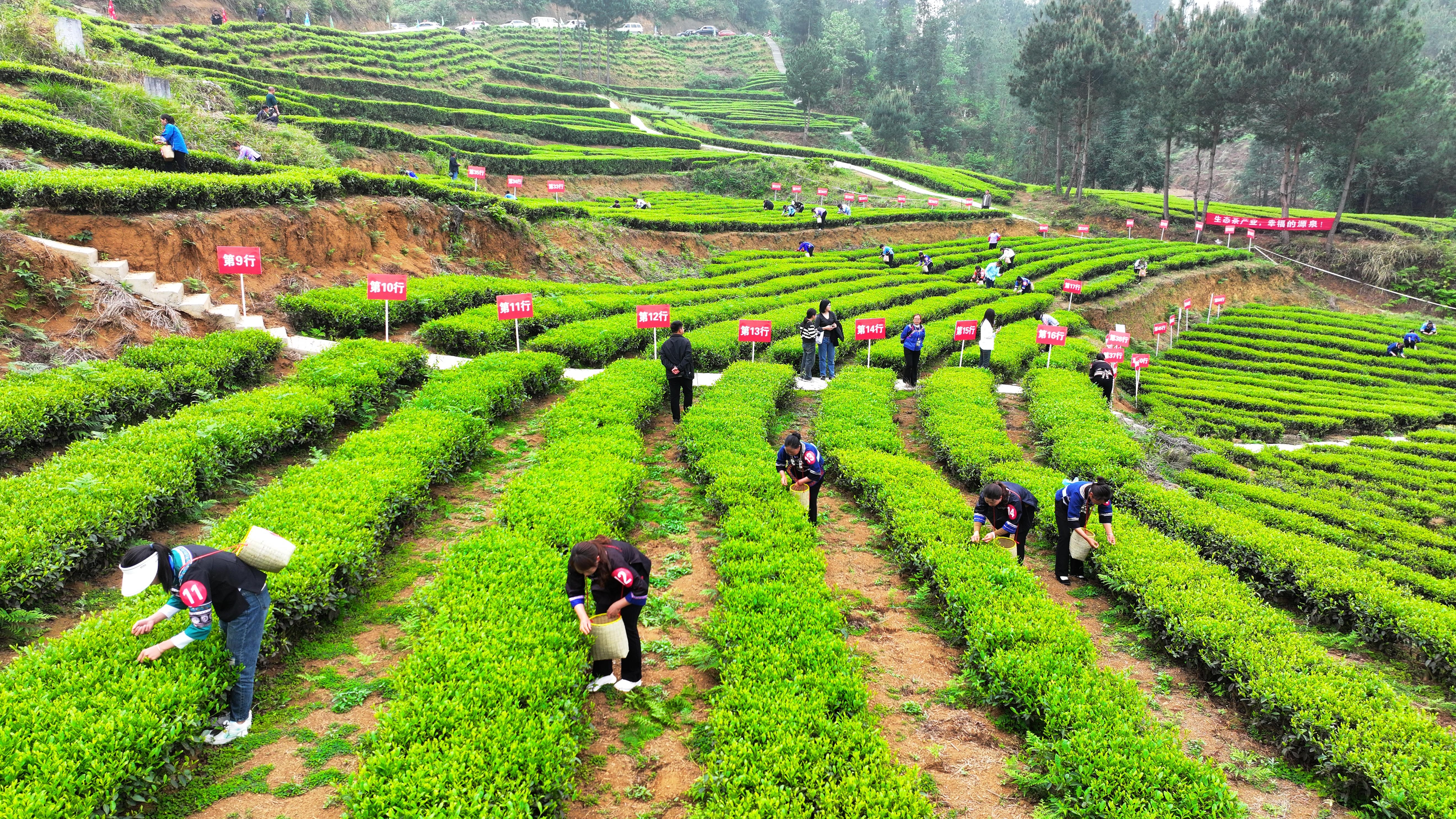 紫云县坝羊镇举办首届采茶节促进茶旅融合发展