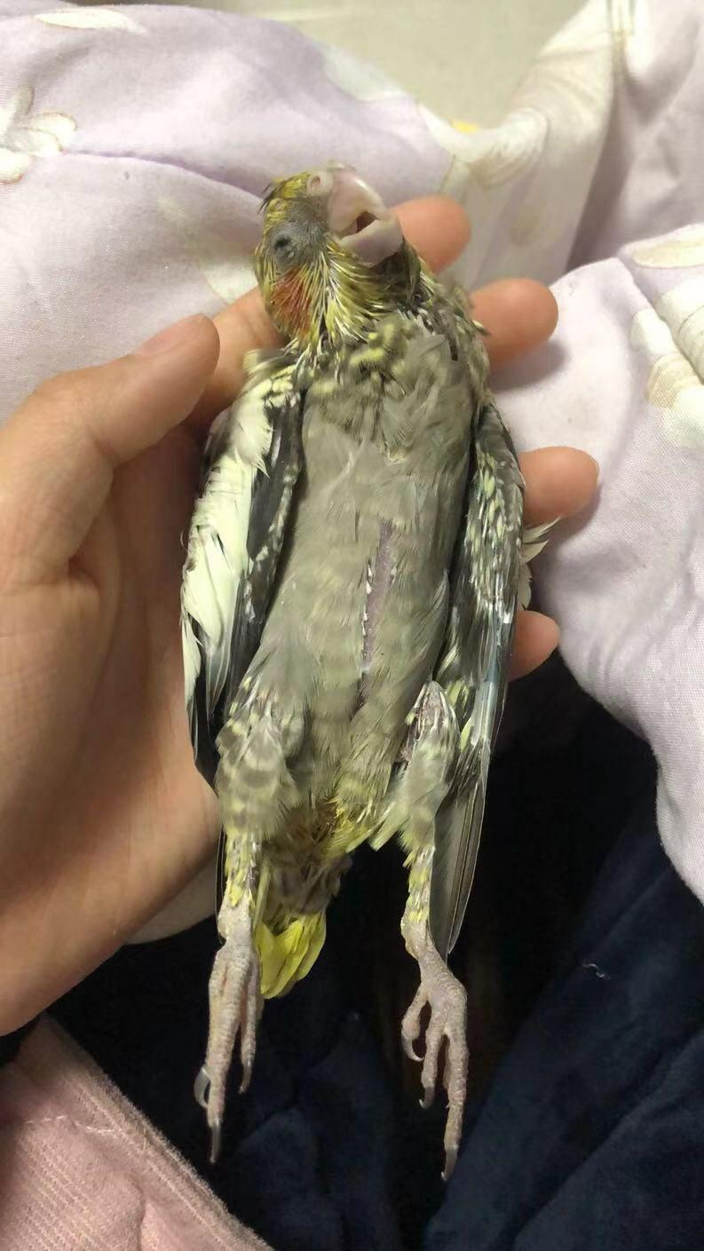 绿虎皮鹦鹉死亡图片图片