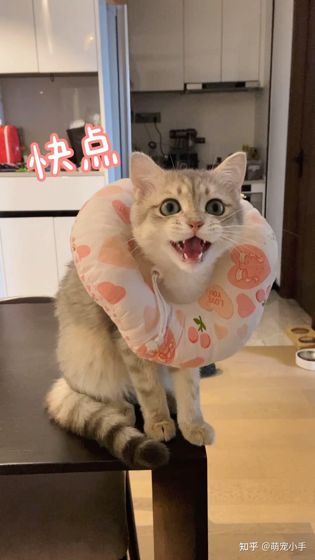 猫咪交配时为啥会发出惨叫声?其实有这几个原因 - 知乎