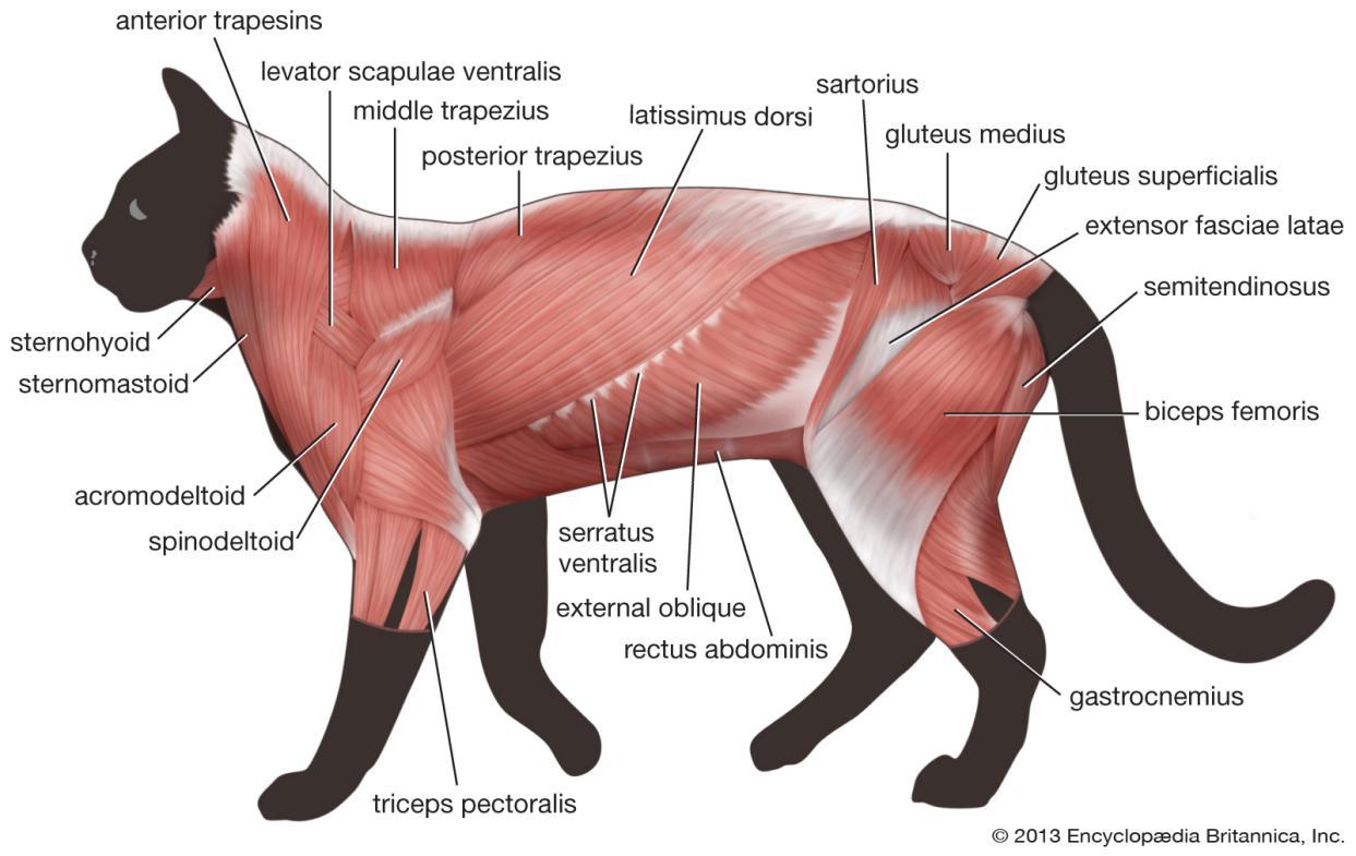 图说肌肉系统(muscular system)·脊椎动物