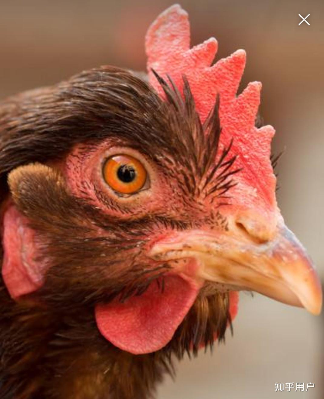 为什么鸟的鼻孔长在角质喙上