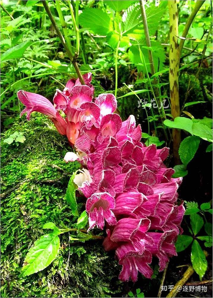 每周野花系列第15期——寄生植物 - 知乎