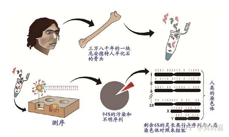 基因分析中国古代人口_传承红色基因手抄报