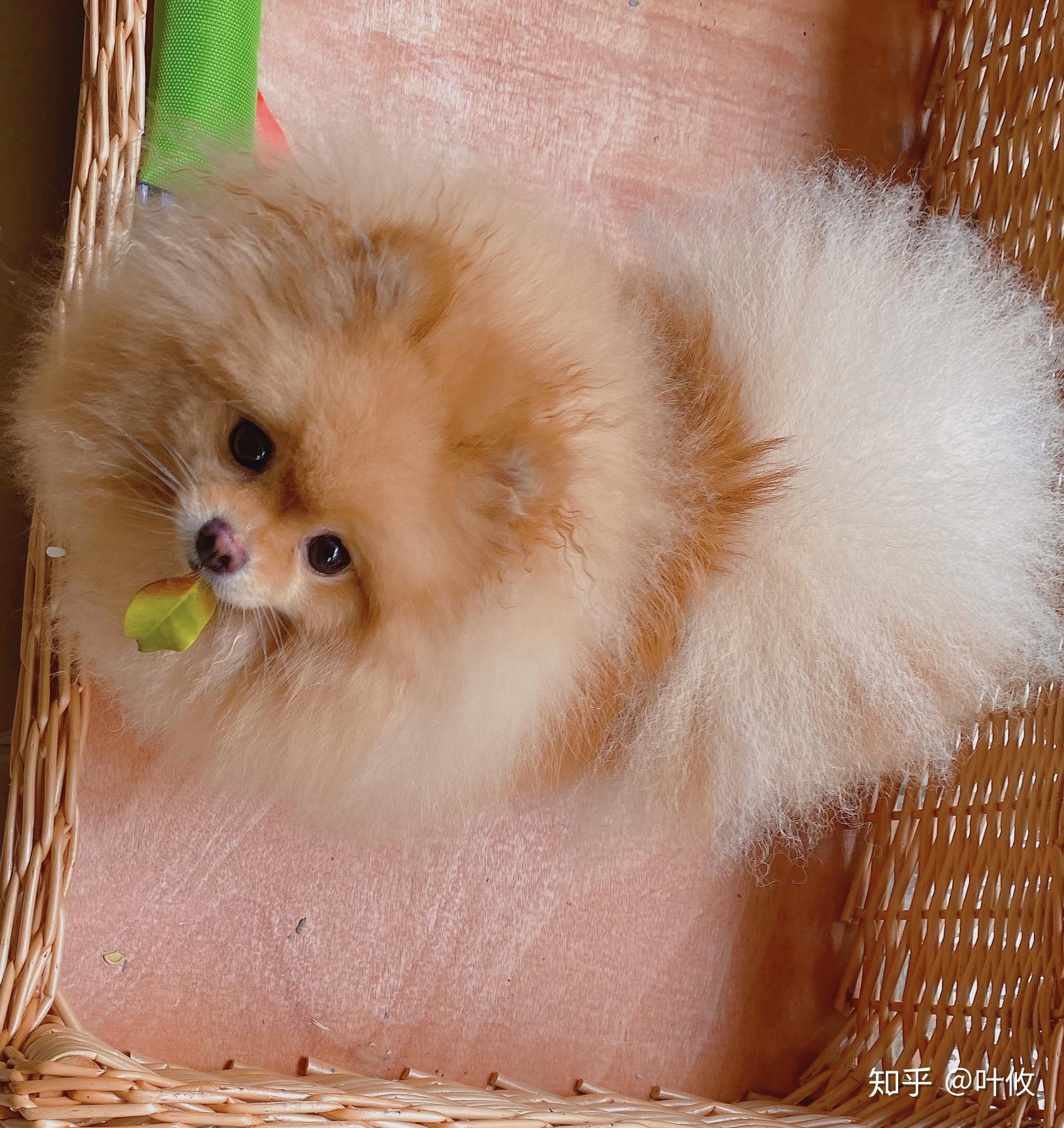 第一次养狗四个月的幼犬博美养的时候有什么需要注意的