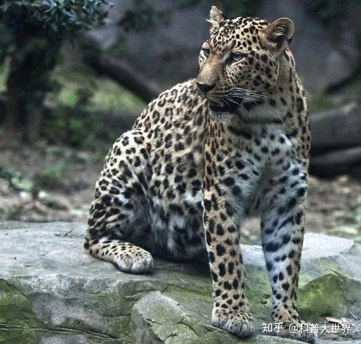 杭州第二只豹子被找到搜救员称被狗咬死官方辟谣称被麻醉捕获未成年